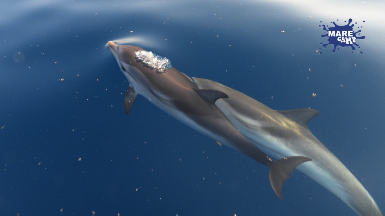 Giornata Mondiale degli Oceani, Marecamp tira le somme sulla conservazione dei cetacei nel Mediterraneo