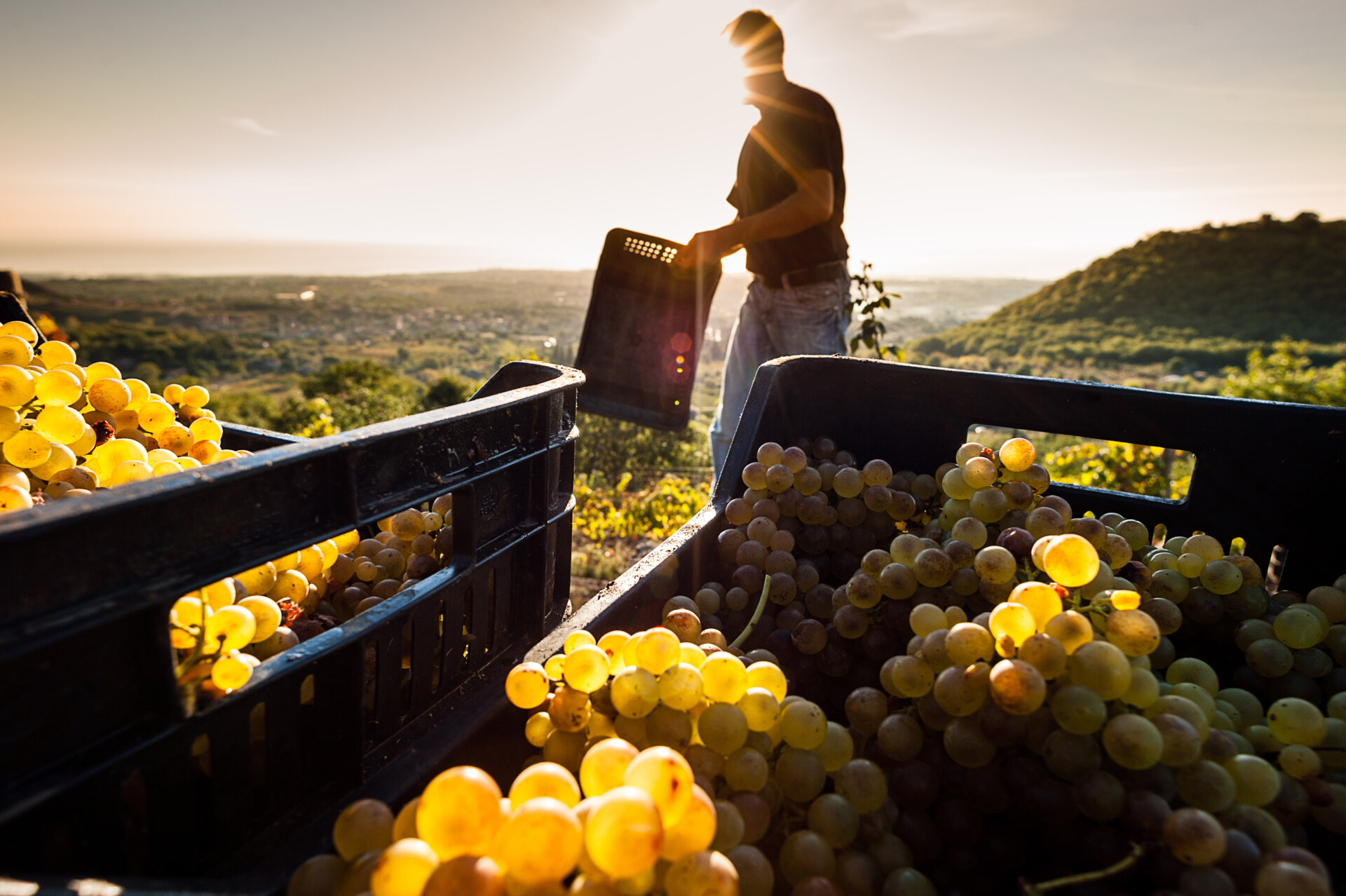In Sicilia al via la vendemmia 2024: uve integre e sane per un’annata di qualità